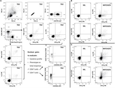 Mycobacterium tuberculosis Immune Response in Patients With Immune-Mediated Inflammatory Disease